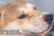 狗子黑料爆料视频下载大全,爆料视频下载大全汇总