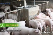 长春养猪场爆料视频曝光