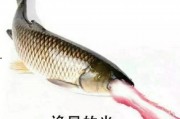 草鱼直播间爆料视频,揭秘热门事件幕后真相